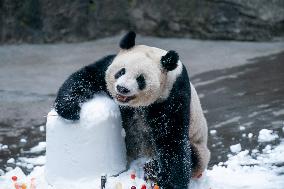 Giant Panda in Chongqing Zoo