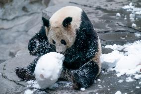 Giant Panda in Chongqing Zoo