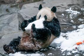 Giant Panda in Chongqing Zoo