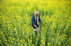 Winter Vegetable In Bangladesh