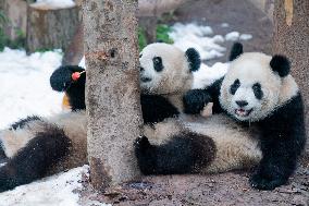 Panda At Chongqing Zoo