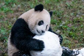 Panda At Chongqing Zoo