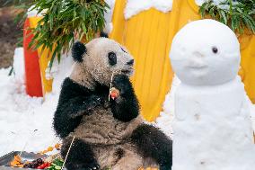 Panda At Chongqing Zoo