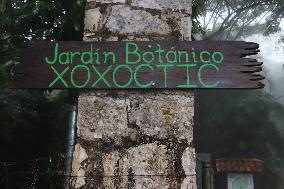 Xoxoctic Botanical Garden - Mexico