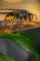 Asian Giant Hornet - Vespa Mandarinia