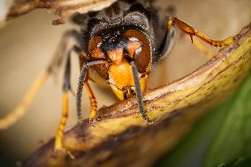 Asian Giant Hornet - Vespa Mandarinia