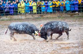 Bullfight in Congjiang