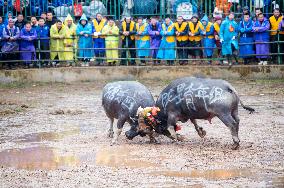 Bullfight in Congjiang