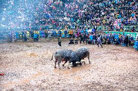 Bullfight in Congjiang