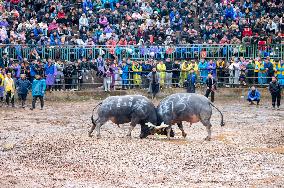 Bullfight in Congjiang