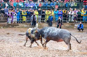 Bullfight in Congjiang