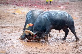 Bullfight in Congjiang