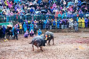 Bullfight in Congjiang