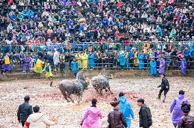 Bullfight in Congjiang