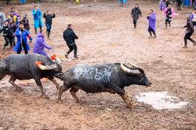 Bullfight in Congjiang