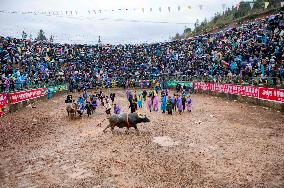 Bullfight in Congjiang