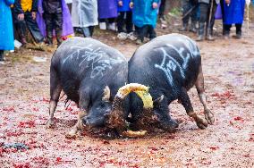 Bullfight in Congjiang