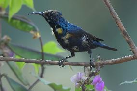 Sunbird In India