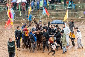 Bullfight in Congjiang