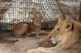 MIDEAST-GAZA-RAFAH-ZOO