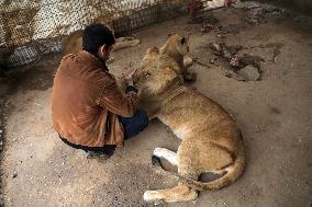 MIDEAST-GAZA-RAFAH-ZOO