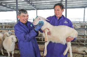 A Hu Sheep Farm in Huzhou