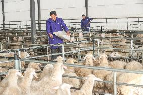 A Hu Sheep Farm in Huzhou