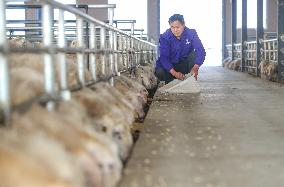 A Hu Sheep Farm in Huzhou