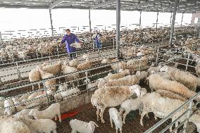 A Hu Sheep Farm in Huzhou