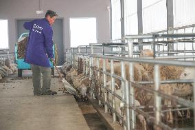 A Hu Sheep Farm in Huzhou