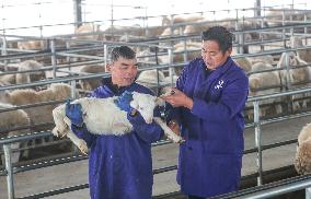 A Hu Sheep Farm in Huzhou