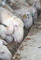 A Hu Sheep Farm in Huzhou