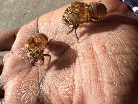 Dog-day Cicada