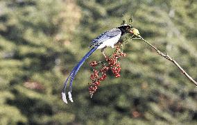 Blue Magpie