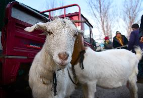 A Livestock And Poultry Market in Zaozhuang