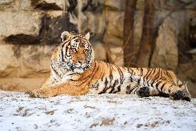 Siberian Tiger