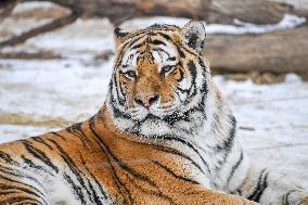 Siberian Tiger