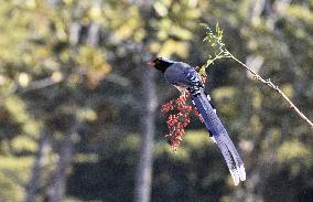 Blue Magpie