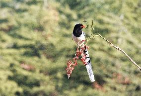 Blue Magpie