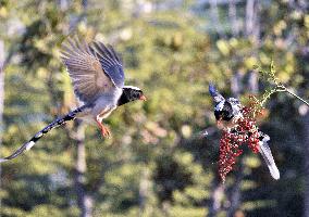 Blue Magpie