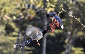 Blue Magpie