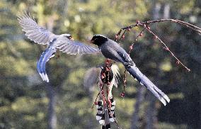 Blue Magpie