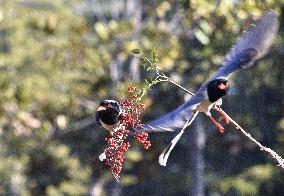 Blue Magpie