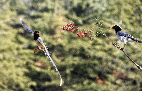 Blue Magpie