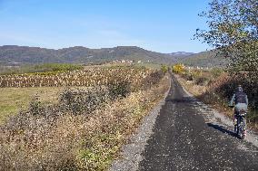 Vineyard In Bogacs, Hungary
