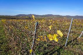 Vineyard In Bogacs, Hungary