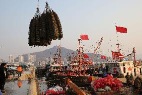 Pacific Oyster Harvest in Lianyungang