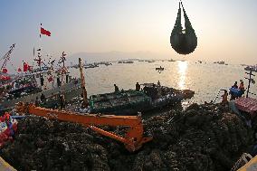 Pacific Oyster Harvest in Lianyungang