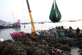 Pacific Oyster Harvest in Lianyungang