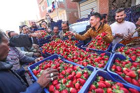 EGYPT-QALYUBIA-STRAWBERRY-HARVEST